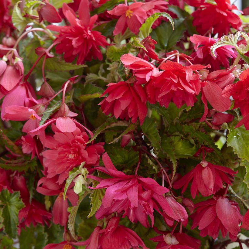 Begonia Pendula Pink (Flowering)