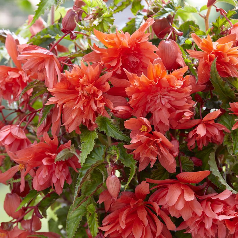 Begonia Pendula Salmon (Fioritura)