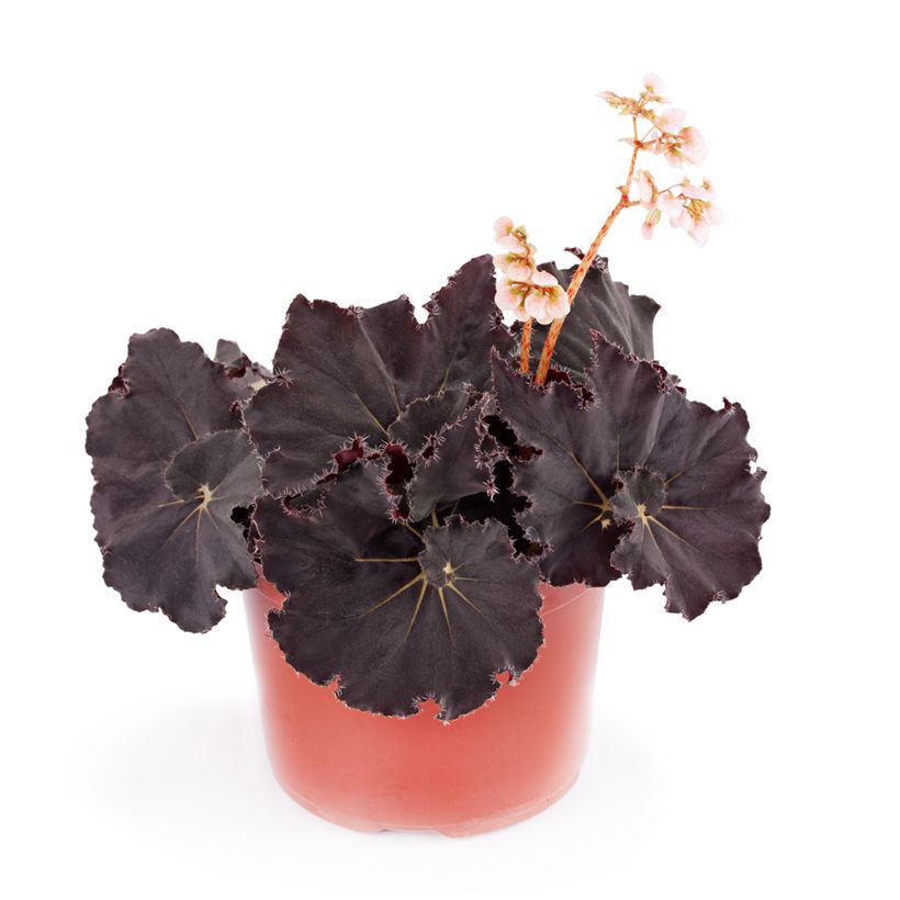 Begonia Rex Dark Mambo (Porto)