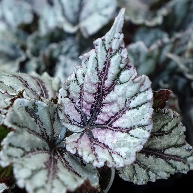 Begonia Rex Dew Drop (Fogliame)