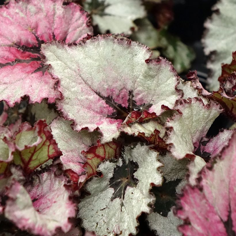 Begonia Rex Red Heart (Fogliame)