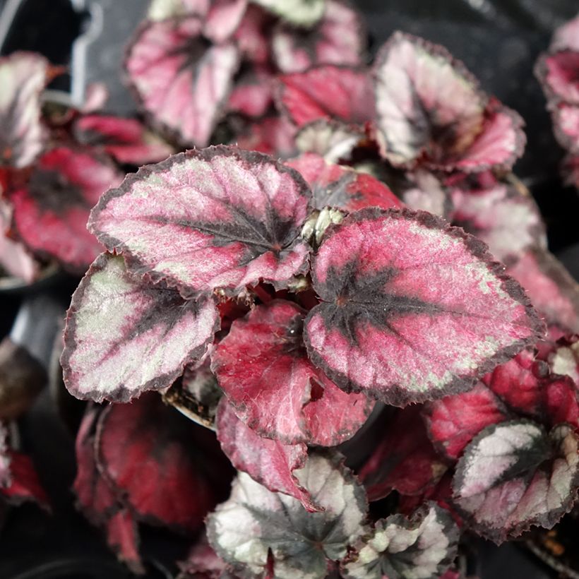 Begonia Rex Red Kiss (Fogliame)