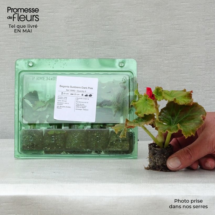 Example of Begonia Sunbrero Dark Pink mini zolla... as you get in printemps