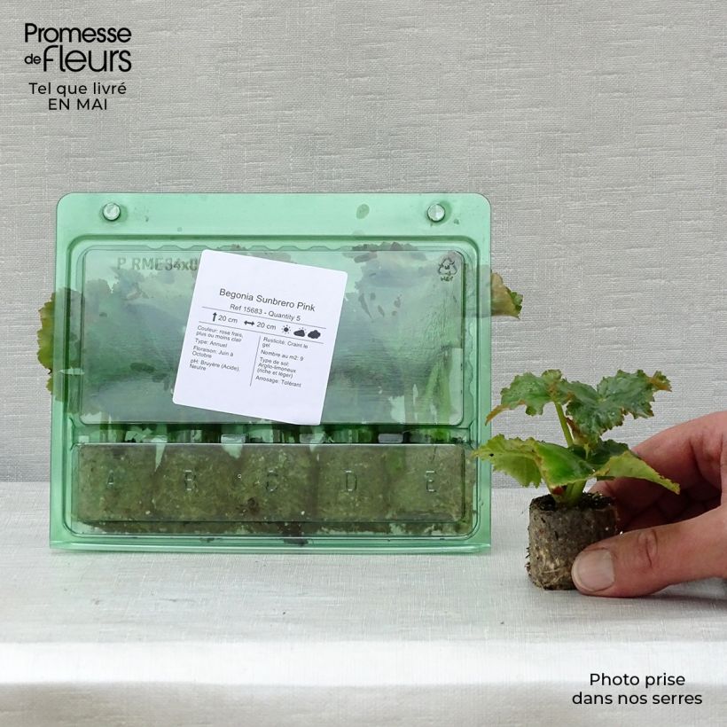 Example of Begonia Sunbrero Pink mini zolla... as you get in printemps