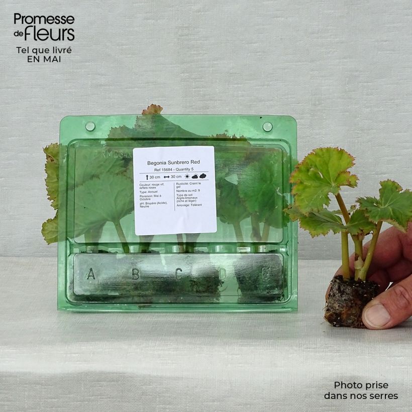 Example of Begonia Sunbrero Red mini zolla... as you get in printemps