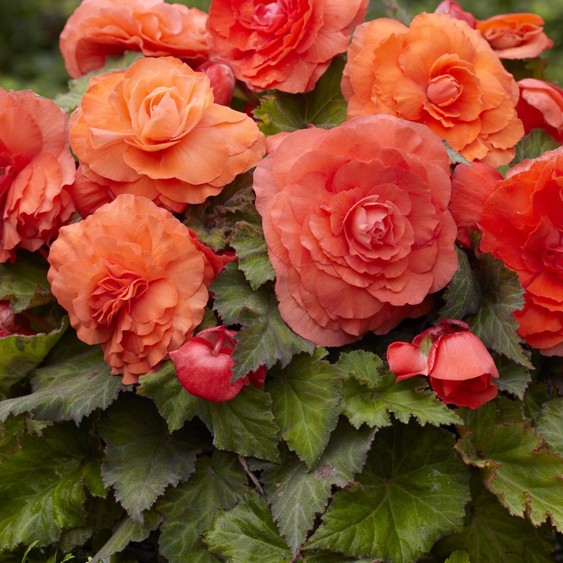 Begonia Superba Salmon (Fioritura)