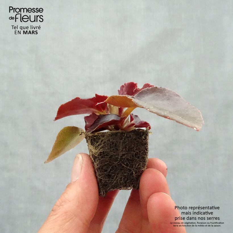 Begonia Viking Bronze Red mini zolla... esemplare consegnato in primavera