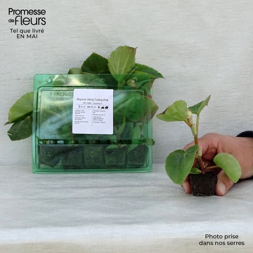 Example of Begonia Viking Trailing Pink mini zolla... as you get in printemps
