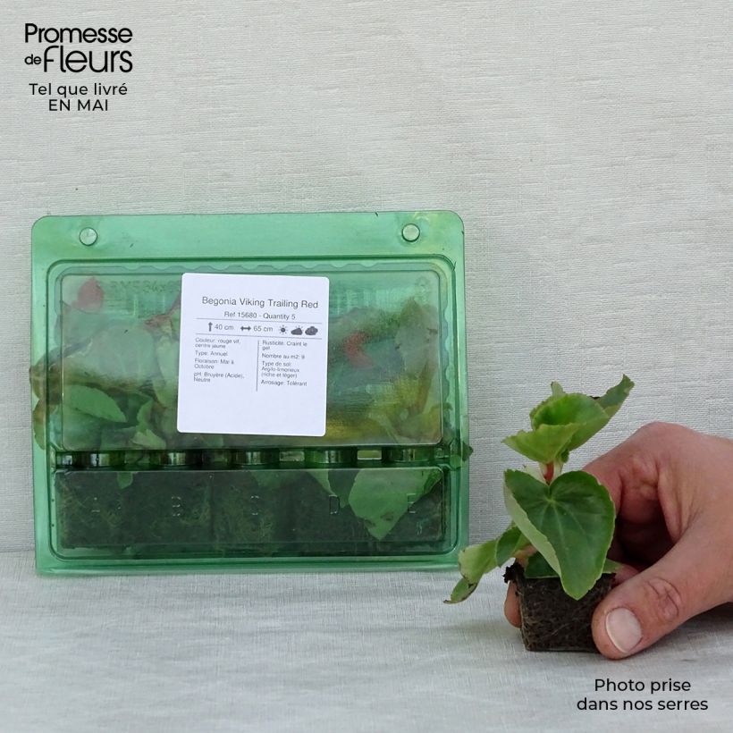 Example of Begonia Viking Trailing Red mini zolla... as you get in printemps