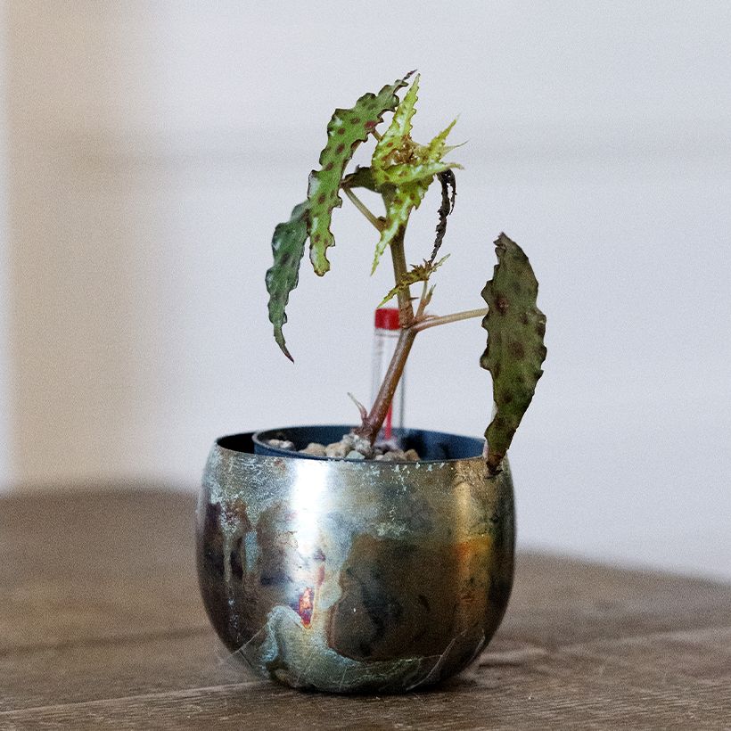 Begonia amphioxus (Porto)