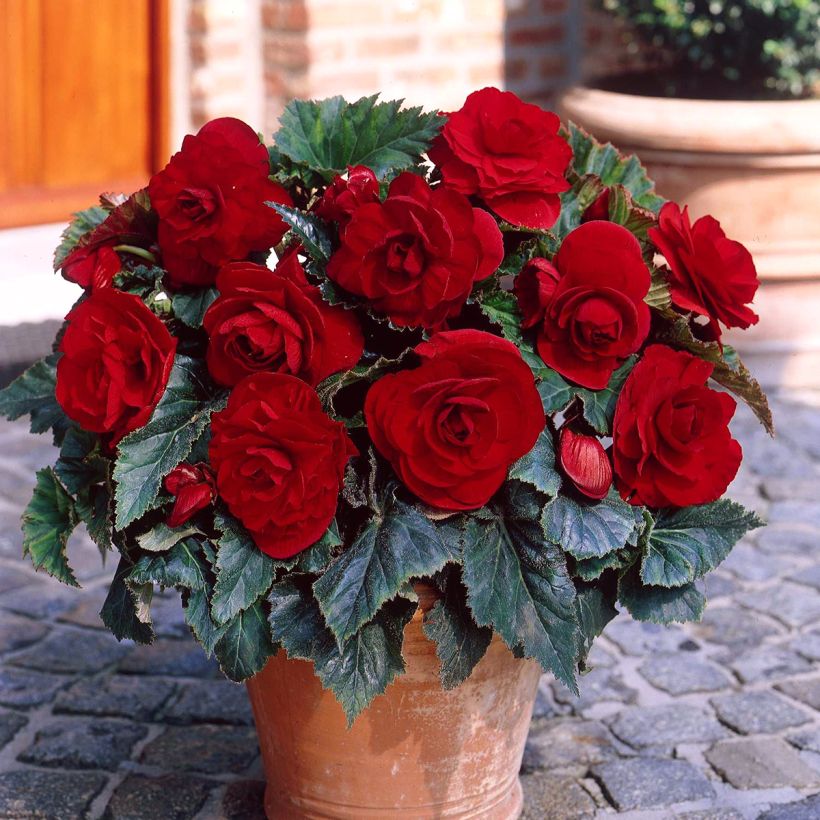 Begonia Grandiflora Dark red (Plant habit)