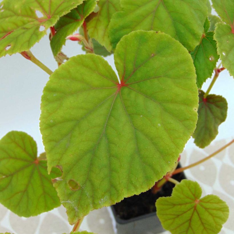 Begonia grandis subsp. evansiana (Fogliame)