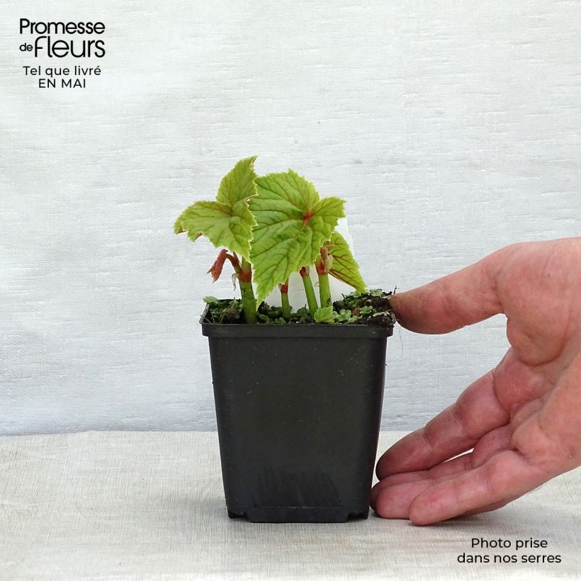 Begonia grandis subsp. evansiana Vasetto da 8/9 cm esemplare consegnato in primavera