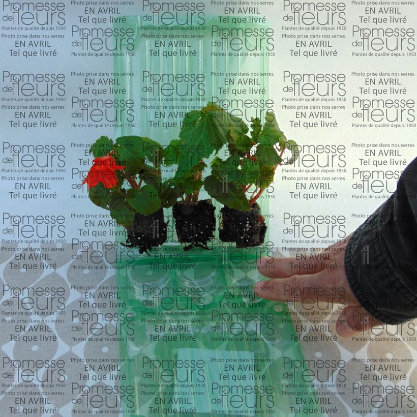 Esempio di esemplare Begonia Belleconia Hot orange mini zolla... come consegnato