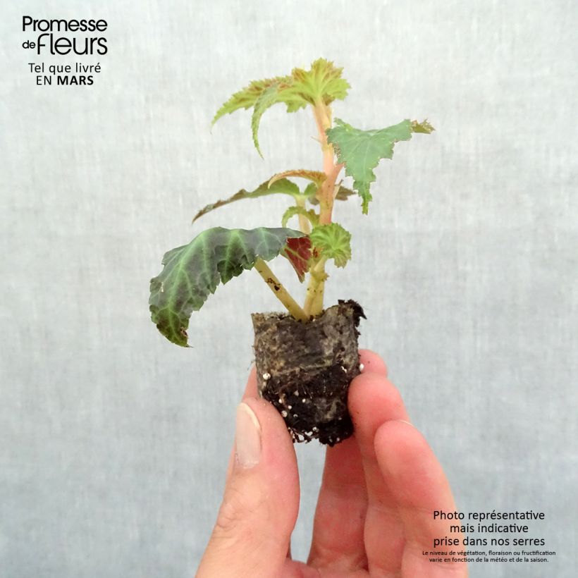 Begonia Belleconia rose mini zolla... esemplare consegnato in primavera