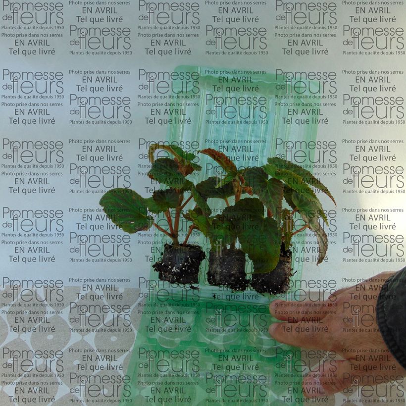 Esempio di esemplare Begonia Belleconia Soft Orange mini zolla... come consegnato