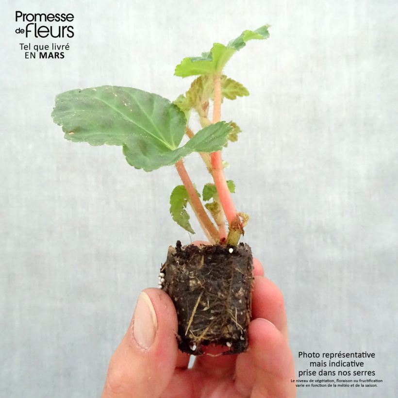 Begonia Begonia Chardonnay mini zolla... esemplare consegnato in primavera