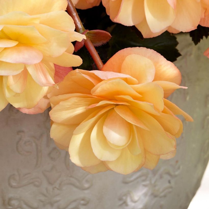 Begonia boliviensis Fragrant Falls Peach (Flowering)