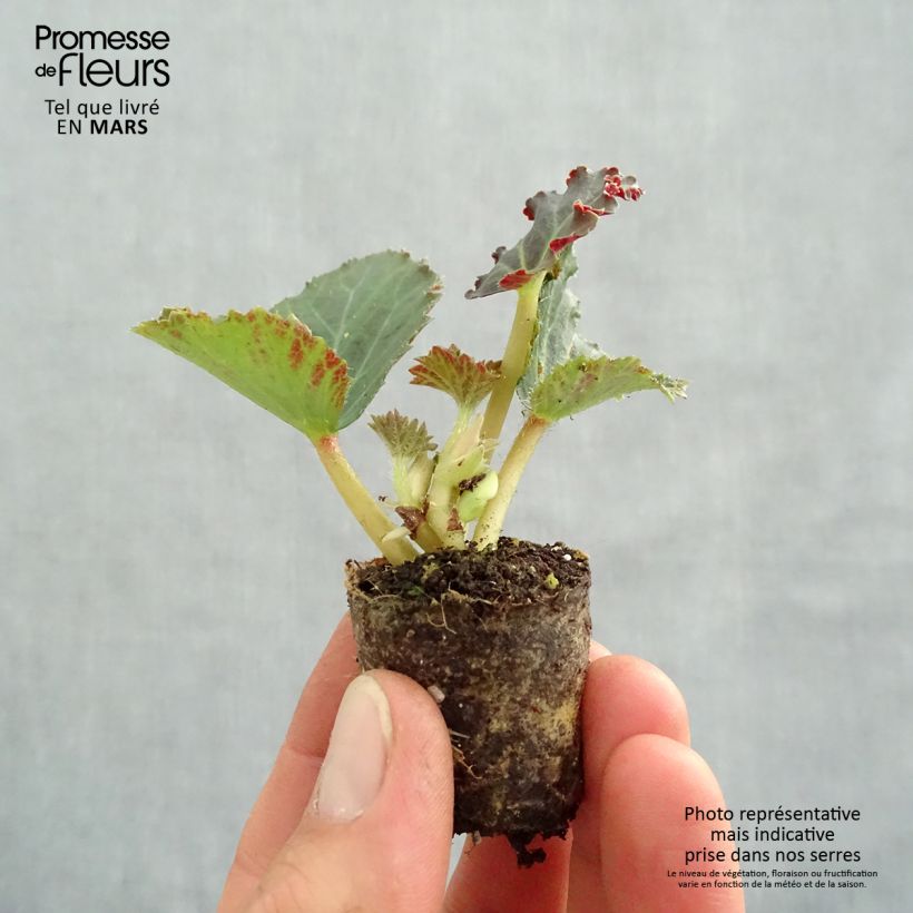 Example of Begonia boliviensis Fragrant Falls Peach mini zolla... as you get in printemps
