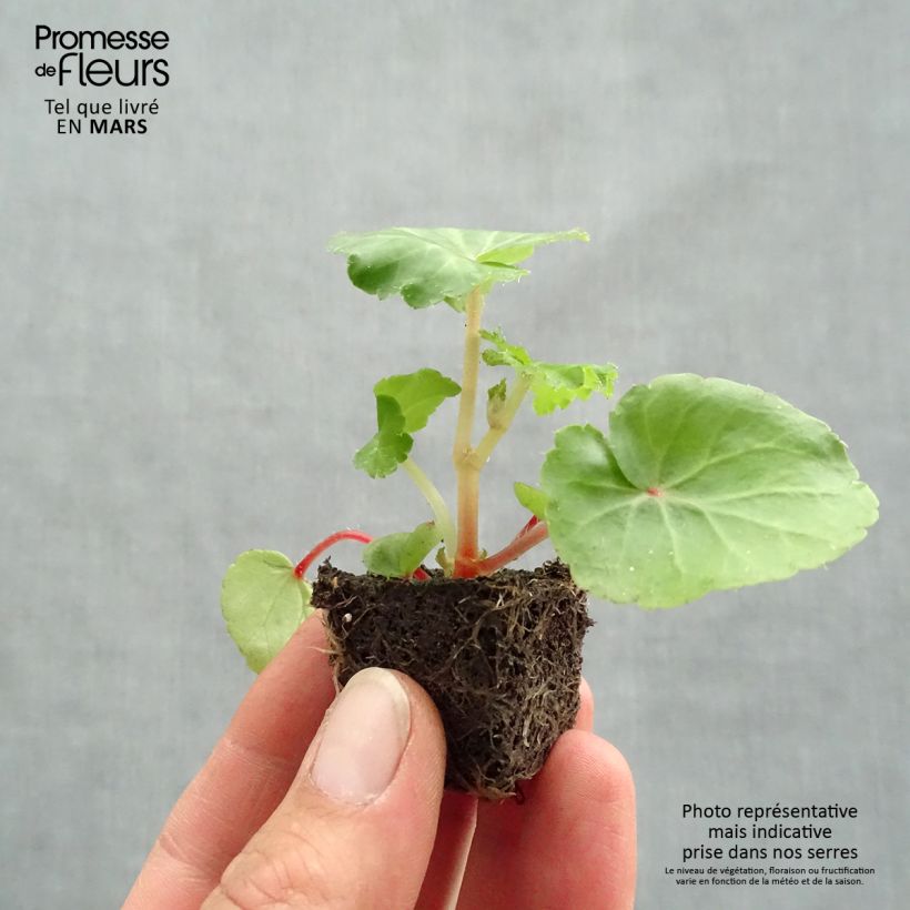 Example of Begonia pendula Illumination Ecarlate mini zolla... as you get in printemps