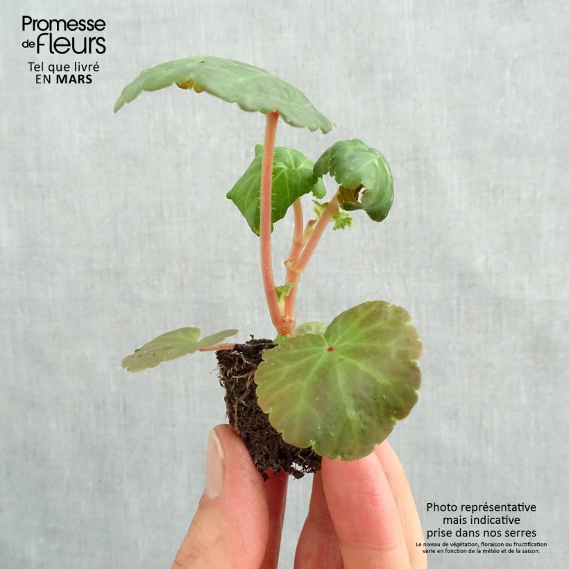 Example of Begonia pendula Illumination Tons Abricots mini zolla... as you get in printemps