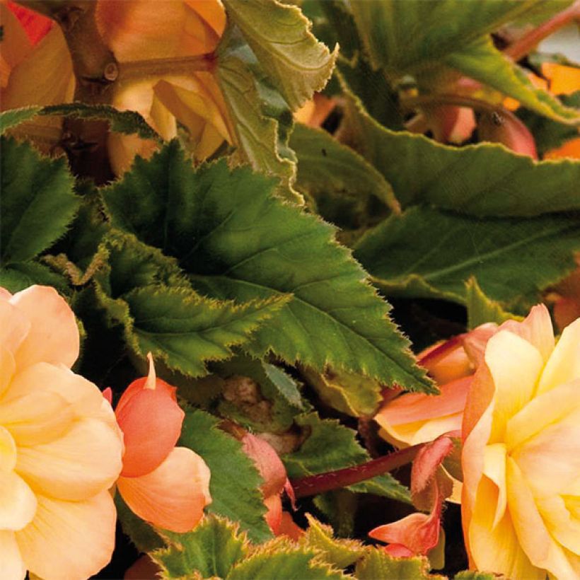 Begonia pendula Illumination Tons Abricots (Foliage)