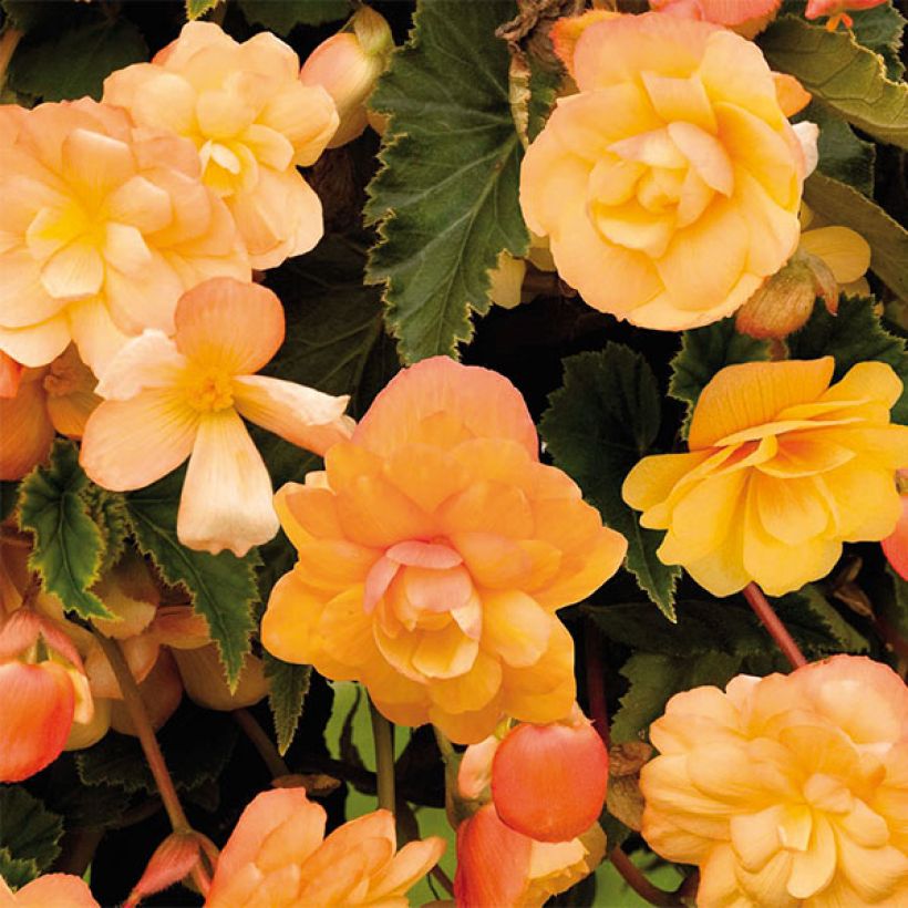 Begonia pendula Illumination Tons Abricots (Flowering)
