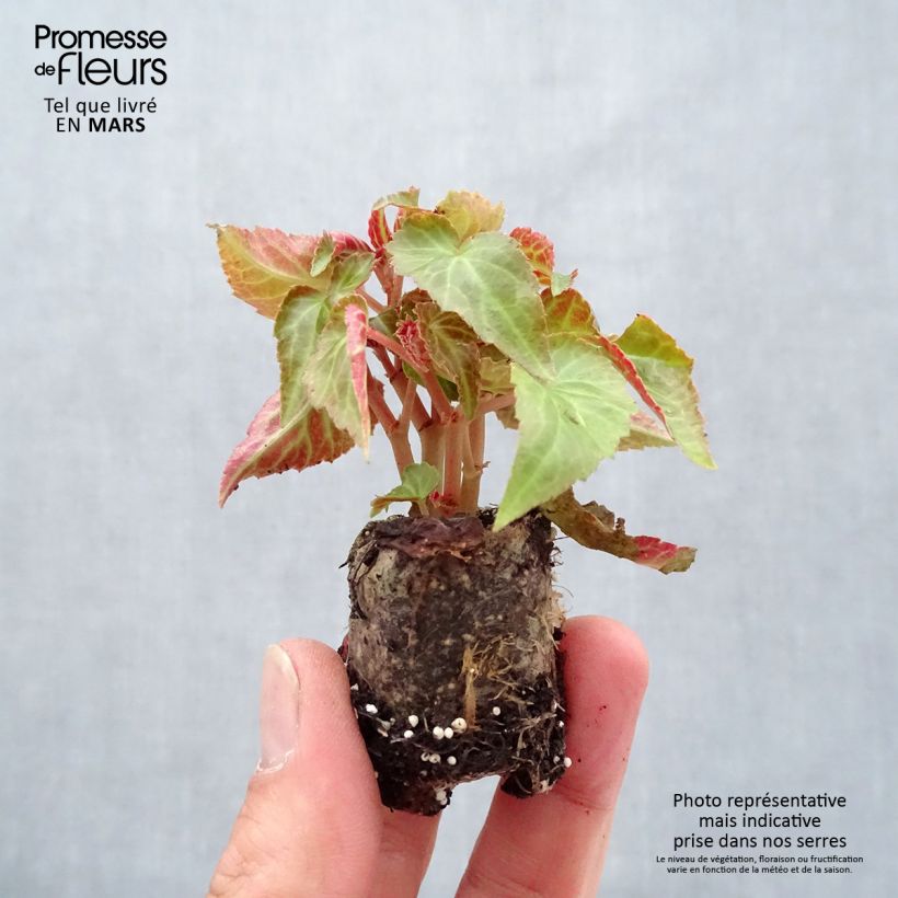 Begonia Summerwings Pink Elegance mini zolla... esemplare consegnato in primavera