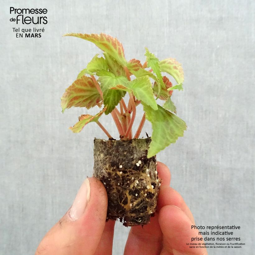 Begonia Summerwings White Elegance mini zolla... esemplare consegnato in primavera