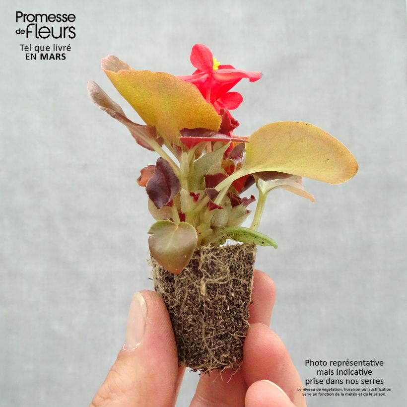 Example of Begonietta Organdy F1 Mix Jardimotte: zolla da 3,8 cm x 3,2 cm in vassoio da 16 pezzi. as you get in printemps