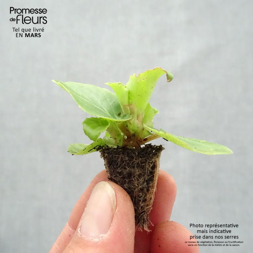 Example of Begonietta Organdy F1 Mix Mini zolla: zolla da 2,2 cm x 2 cm in vassoio di coltivazione da 35 pezzi as you get in printemps