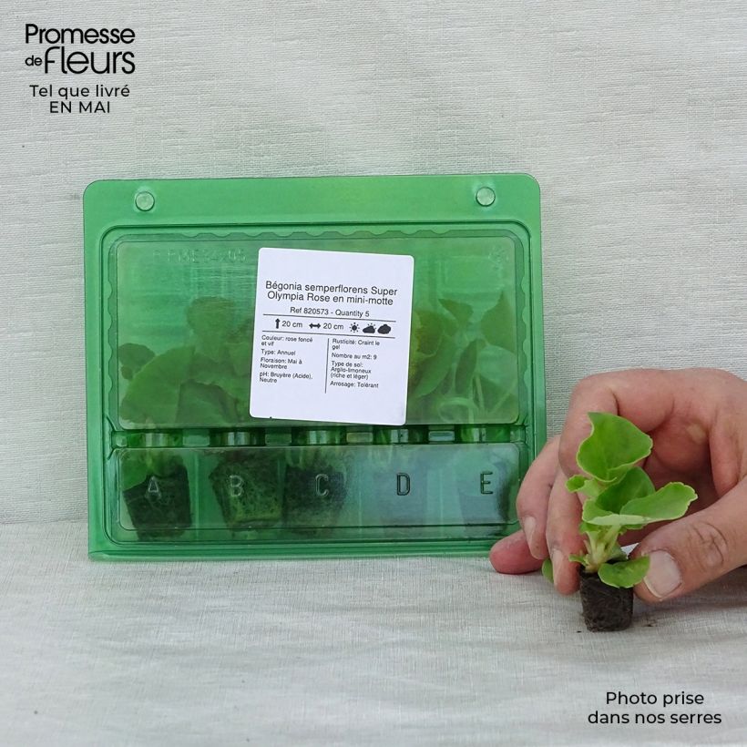 Begonietta Super Olympia rose Mini zolla Ø 1,5/2,5 cm esemplare consegnato in primavera