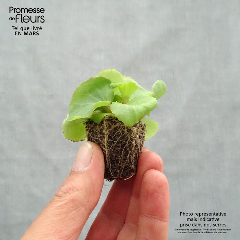 Begonietta Super Olympia rose Jardimotte: zolla da 3,8 cm x 3,2 cm in vassoio da 16 pezzi. esemplare consegnato in primavera