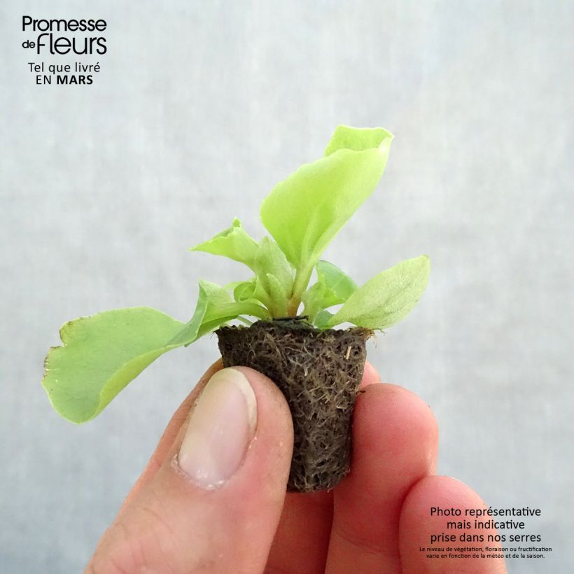 Example of Begonietta Super Olympia White mini zolla... as you get in printemps