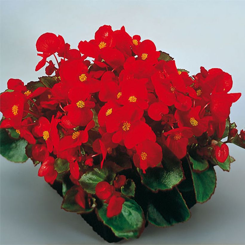 Begonietta Super Olympia Red (Flowering)