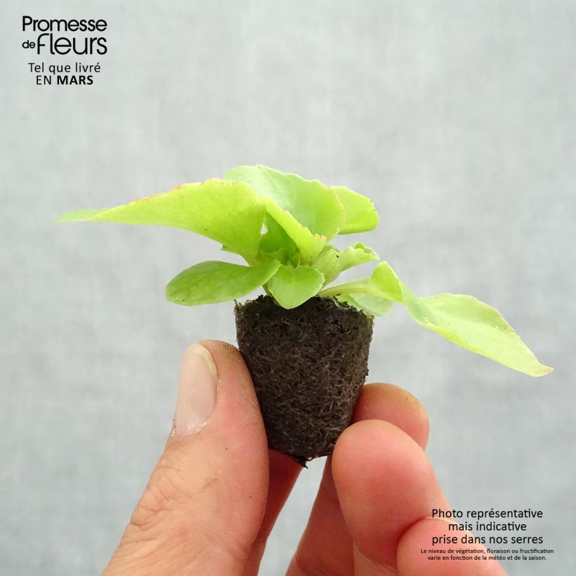 Example of Begonietta Super Olympia Red Mini zolla Ø 1,5/2,5 cm as you get in printemps