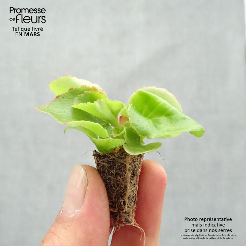 Example of Begonietta Super Olympia Red Mini zolla: zolla da 2,2 cm x 2 cm in vassoio di coltivazione da 35 pezzi as you get in printemps