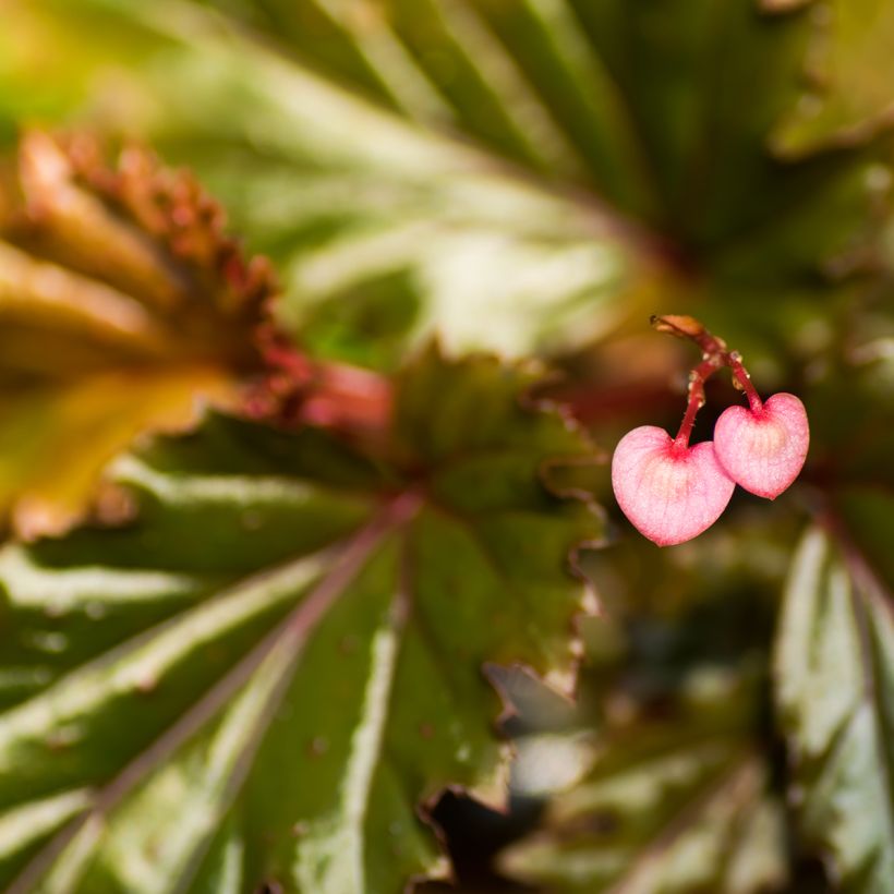 Begonia Wings serratipetala (Fioritura)