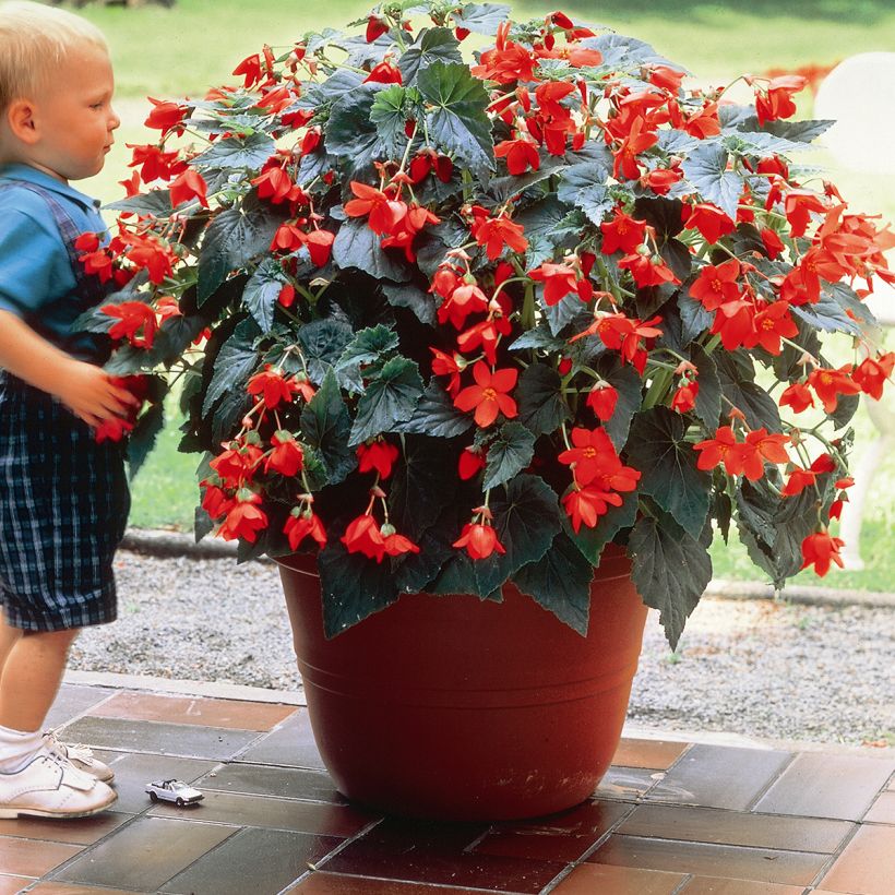 Begonia bertinii  Skaugum (Porto)