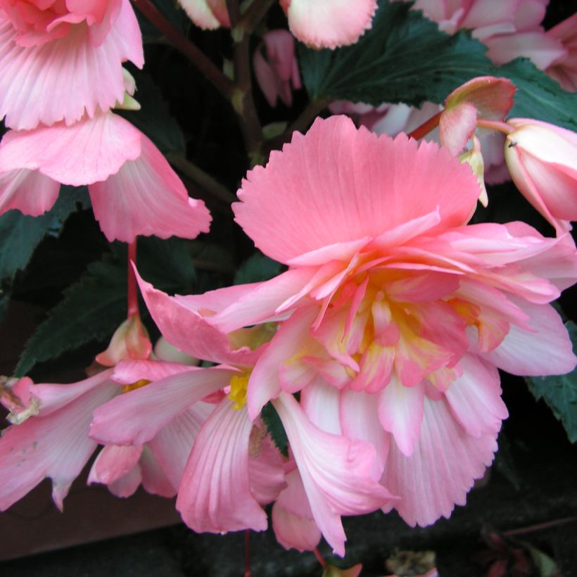 Begonia Chanson Pink and White Bicolor (Fioritura)