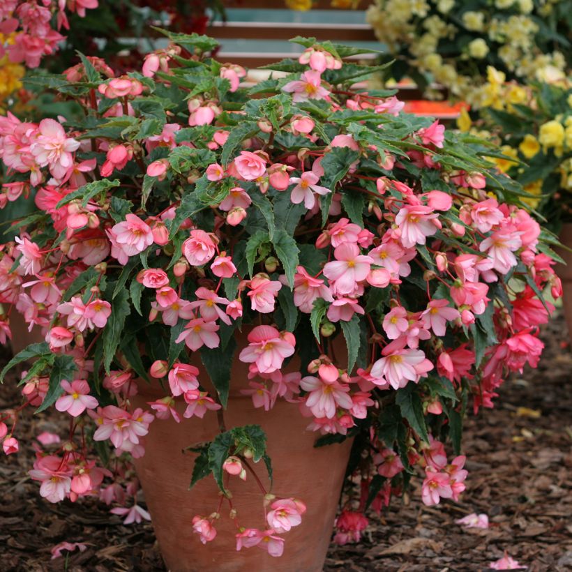 Begonia Chanson Pink and White Bicolor (Porto)