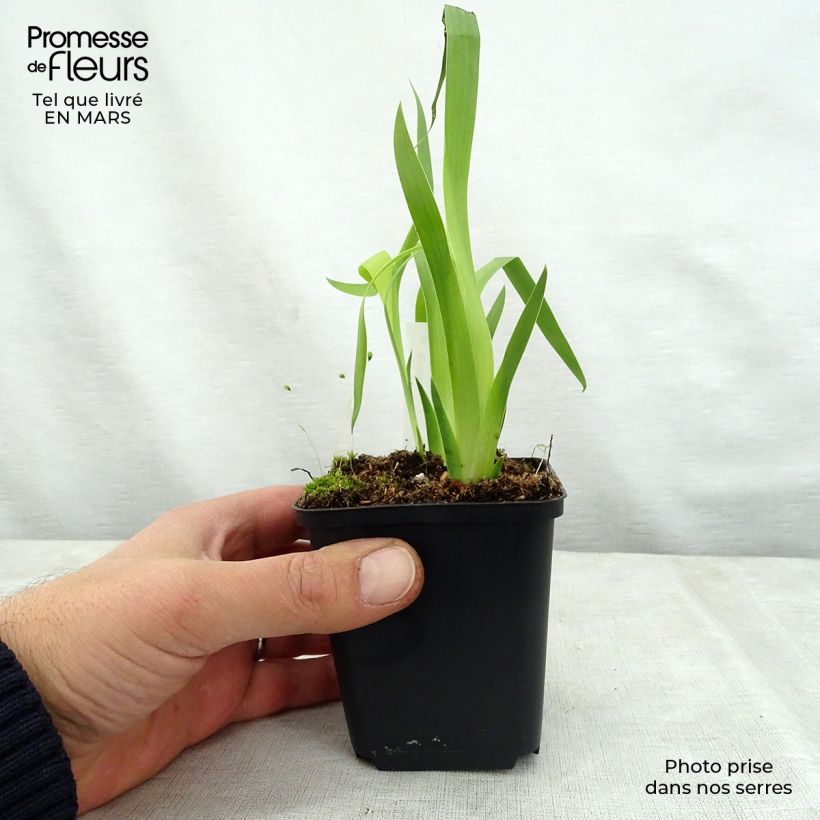 Belamcanda chinensis Hello Yellow Vasetto da 8/9 cm esemplare consegnato in primavera