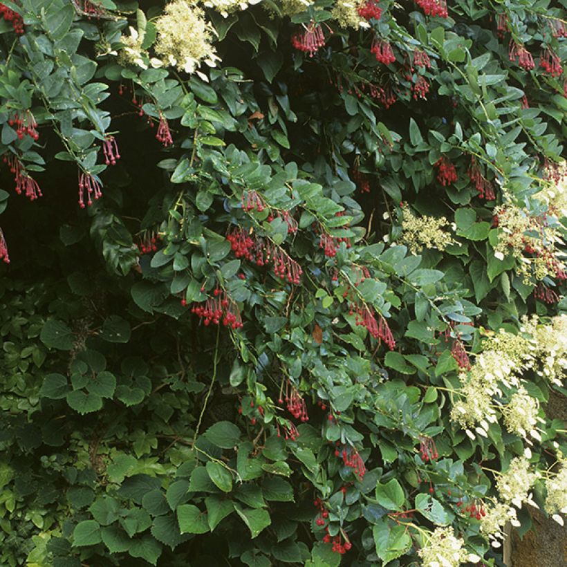 Berberidopsis corallina (Porto)