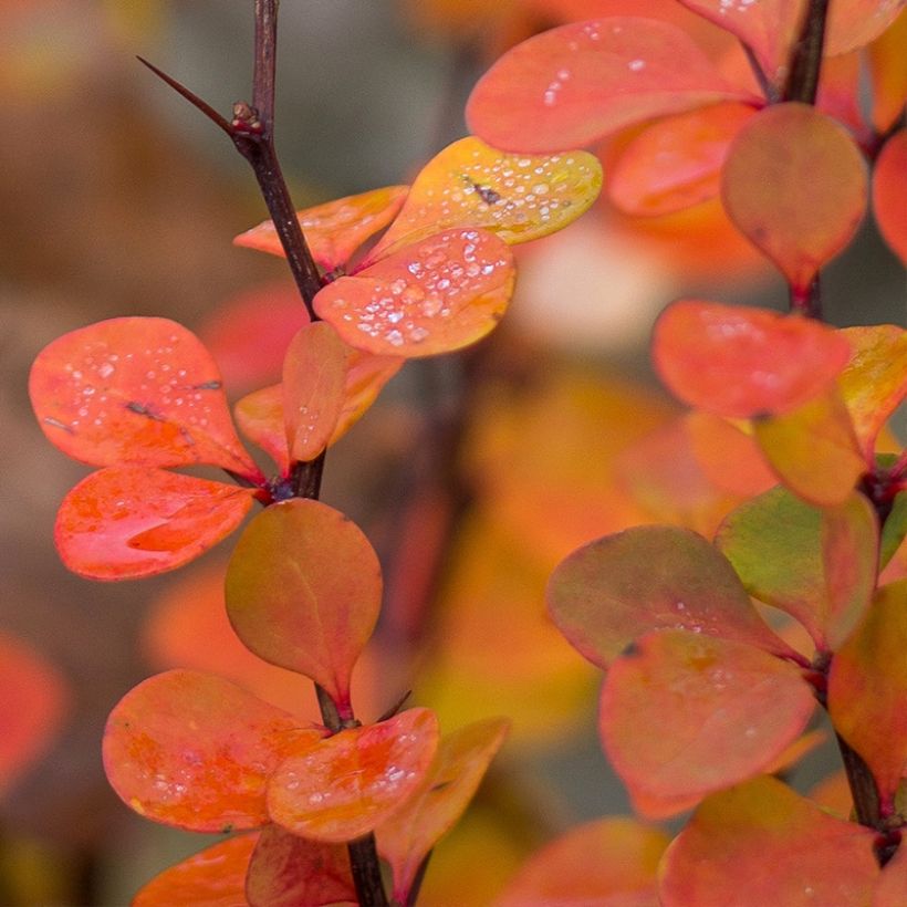 Berberis thunbergii Orange Ice - Crespino giapponese (Fogliame)