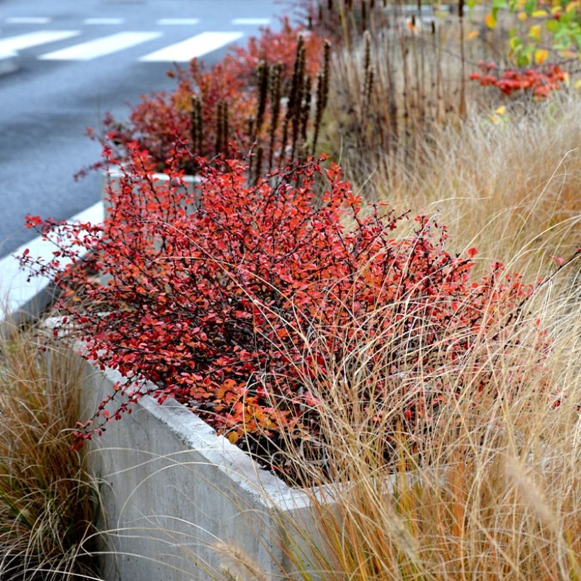 Berberis thunbergii Orange Ice - Crespino giapponese (Porto)