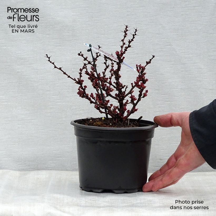 Example of Berberis thunbergii Bagatelle - Crespino giapponese Vaso da 2L/3L as you get in printemps