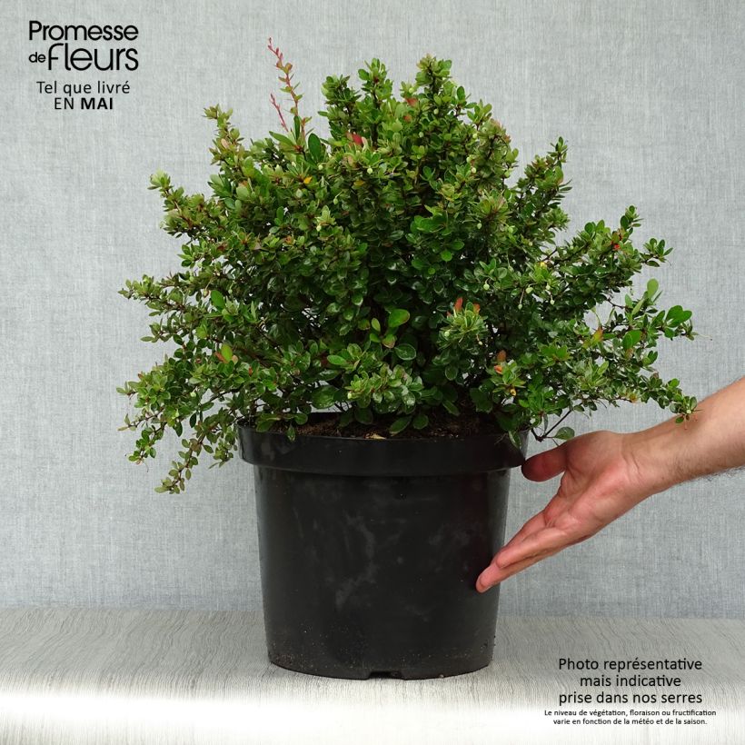 Example of Berberis buxifolia Nana - Calafate Vaso da 7,5L/10L as you get in printemps