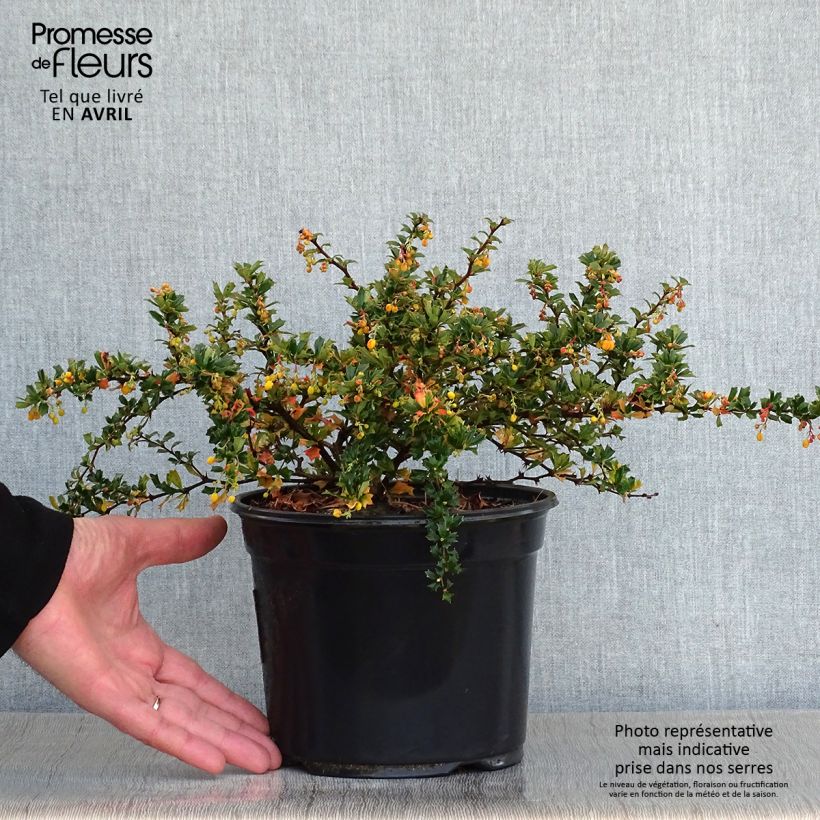 Example of Berberis darwinii Compacta - Crespino di Darwin Vaso da 3L/4L as you get in printemps