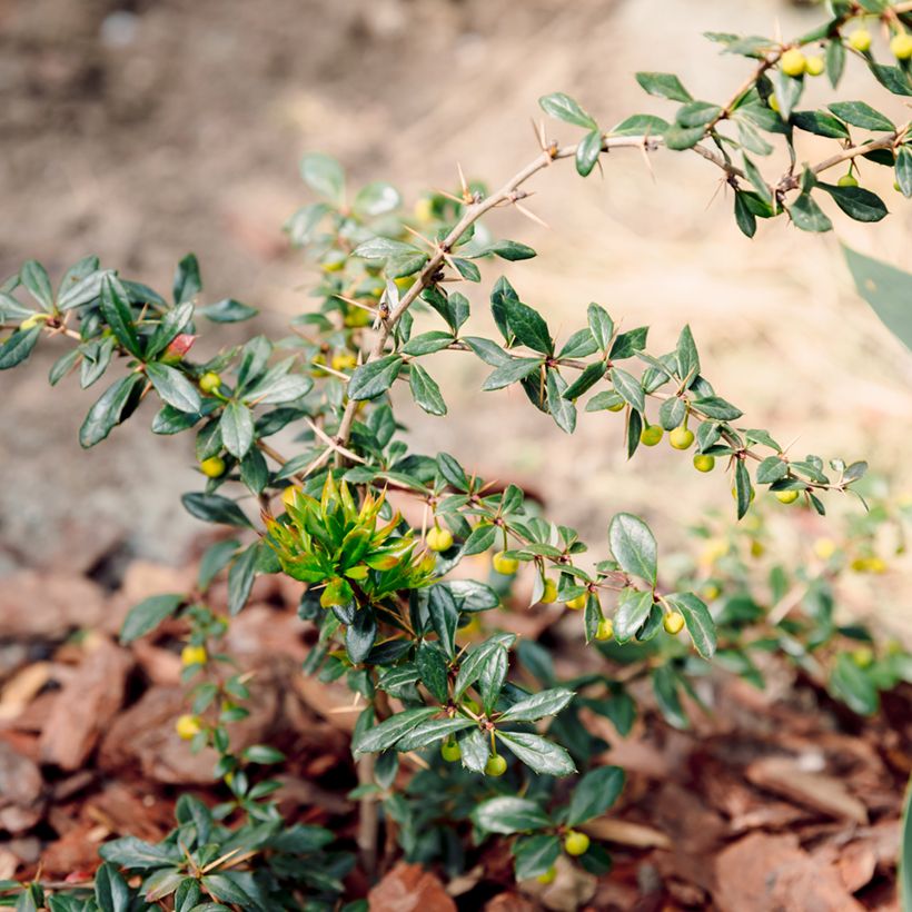 Berberis darwinii Compacta - Crespino di Darwin (Plant habit)