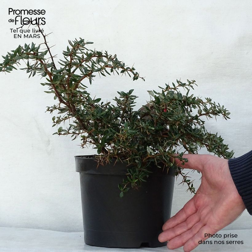 Berberis Chenaultii - Crespino Vaso da 2L/3L esemplare consegnato in primavera